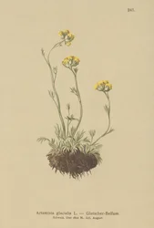 Assenzio glaciale